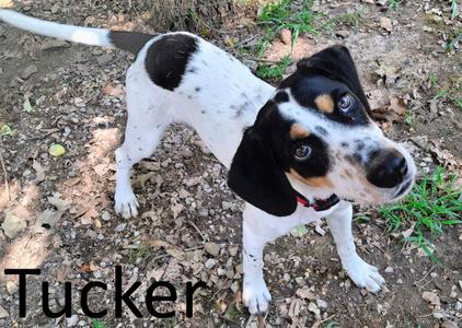 Tucker, Treeing Walker Coonhound / Beagle, young, available for adoption