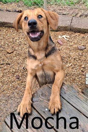 A happy-looking tan dog with black markings on its chest and legs is leaning over a wooden surface. The word "Mocha" is written in large black letters at the bottom of the image.