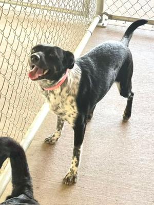 Annie, Border Collie / Australian Kelpie, adult, available for adoption