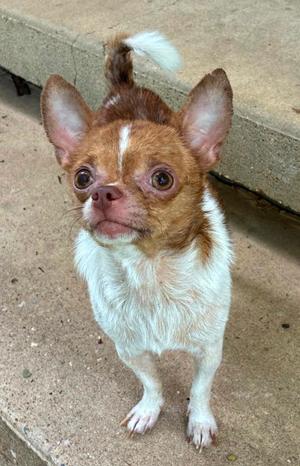 Cooper, Chihuahua, adult, available for adoption