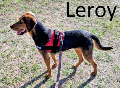 Leroy, Black and Tan Coonhound / Hound, adult, available for adoption