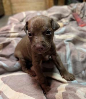 Gobi, Doberman Pinscher / Mixed Breed, adult, available for adoption