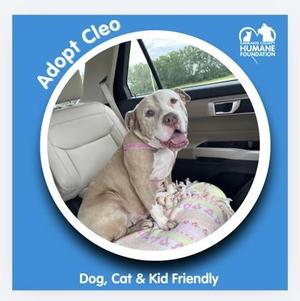 A dog sitting in a car, wearing a pink collar and looking out the window. The image is framed in a circle with text that says "Adopt Cleo" and "Dog, Cat & Kid Friendly".