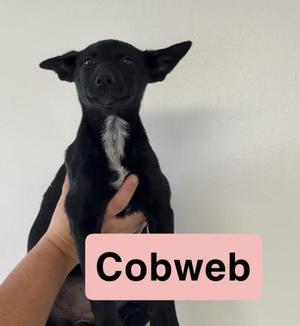 A black puppy with a white patch on its chest is being held by a person's hand. The puppy has large, pointed ears and is looking directly at the camera. The background is a plain white wall. A pink rectangle with the text "Cobweb" is overlaid on the image.