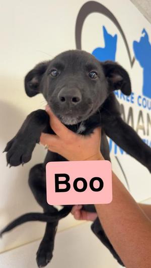 Boo, Cattle Dog / Mixed Breed, adult, available for adoption
