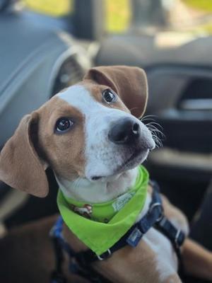 A brown and white dog wearing a green bandana and a harness, sitting in a car.