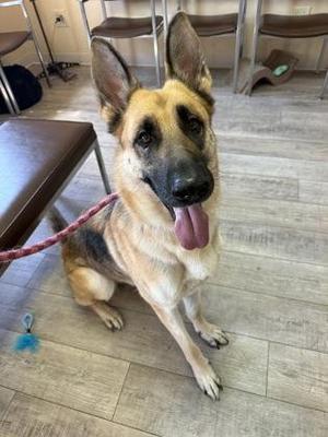 Freya, German Shepherd Dog, adult, available for adoption