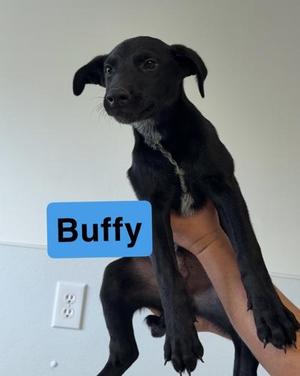 Buffy, Cattle Dog / Mixed Breed, adult, available for adoption