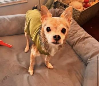 A small dog wearing a green sweater standing on a gray couch.