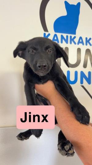 A black puppy being held by a person's hand, with a pink label that says "Jinx". In the background, there is a logo with a blue cat silhouette and the text "KANKAK KUN".