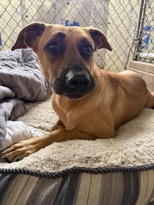 Honey, Black Mouth Cur / Mixed Breed, adult, available for adoption