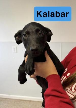 Kalabar, Cattle Dog / Mixed Breed, adult, available for adoption