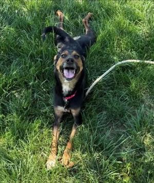 A black and tan dog with a red collar is lying on its back in the grass, its legs in the air and its mouth open in a joyful expression.
