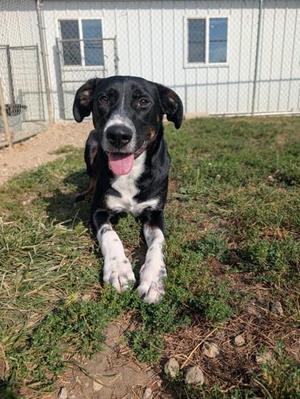Joe, Coonhound / Mixed Breed, puppy, available for adoption