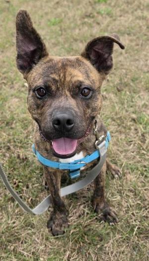 A brindle dog with a blue harness and leash, sitting on grass.