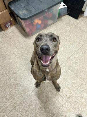 A happy dog with a brindle coat and a white chest, sitting on a tiled floor and looking up with its mouth open in a smile.