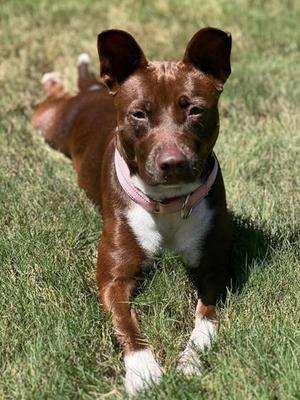 Chocolate, Pit Bull Terrier / Mixed Breed, adult, available for adoption