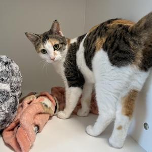 Critter, young, available for adoption
