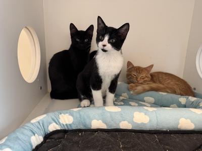 Caramel Macchiato, Chai, Brew (Aka Starbucks Crew 1), young, available for adoption