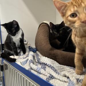 Matcha, Pumpkin Spice Latte, Espreso (Aka Starbucks Crew 2), young, available for adoption