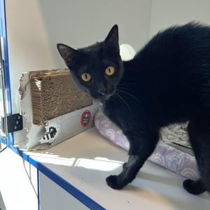 A black cat with bright yellow eyes standing on a white surface, looking directly at the camera.
