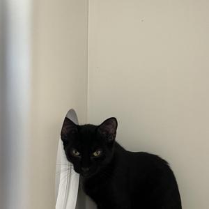 A black cat with yellow eyes is sitting in a corner, looking at the camera.