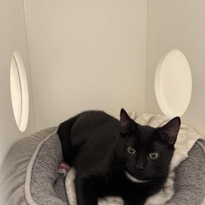 A black cat with green eyes sitting in a gray cat bed with a white circular background.