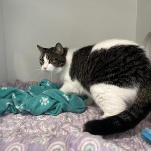 A black and white cat sitting on a purple blanket with a green blanket nearby.