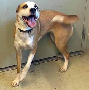 A happy dog with a light brown and white coat, wearing a black collar, standing with its mouth open and tongue out, appearing to be in a playful or excited state.
