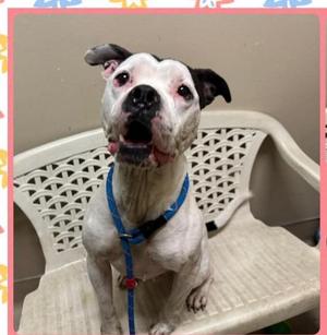 Samuel, Pit Bull Terrier, adult, available for adoption