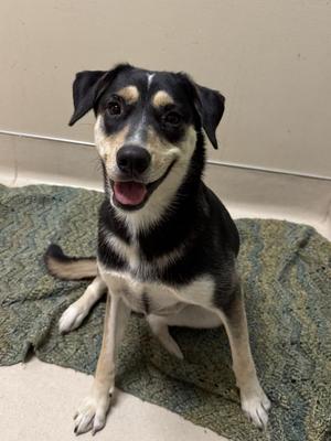 Nova, Mixed Breed, young, available for adoption
