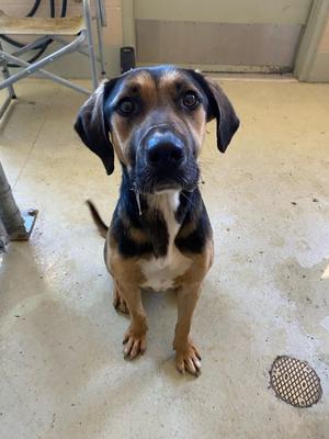 Jack Jack, Mixed Breed, young, available for adoption