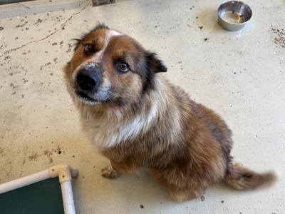 Mister, Australian Shepherd / Collie, young, available for adoption