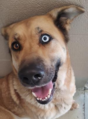A dog with a large, bright blue eye and a brown eye, looking up at the camera with its mouth open and tongue out.