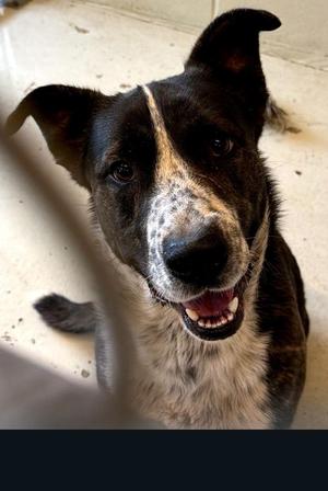 BOWSER, Shepherd, young, available for adoption