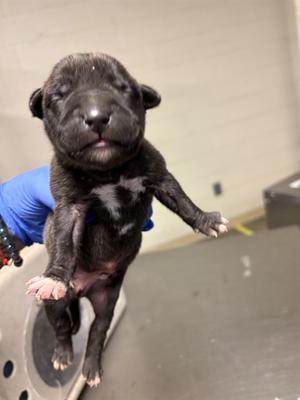 A1927107, Pit Bull Terrier, puppy, available for adoption