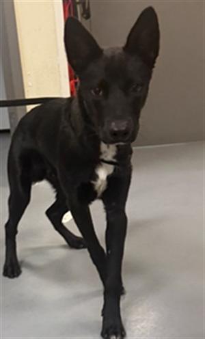ANSEL, Labrador Retriever, adult, available for adoption