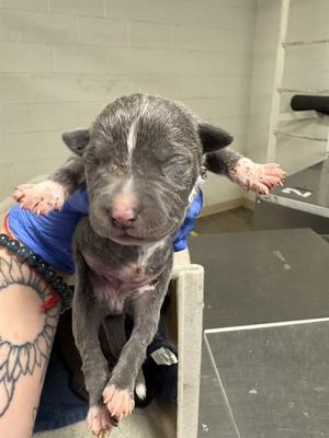 A1927108, Pit Bull Terrier, puppy, available for adoption