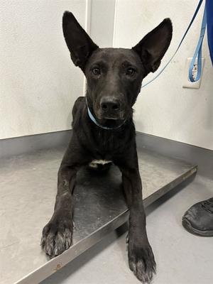ADDY, Labrador Retriever Mix, adult, available for adoption