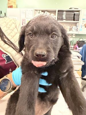 A1910991, Rottweiler Mix, puppy, available for adoption