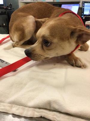 A1941323, Chihuahua - Smooth Coated, adult, available for adoption