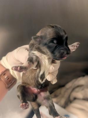 a small puppy being held in someone's hand