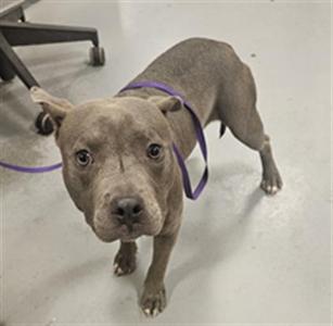 A gray dog wearing a purple collar, standing on a white floor.