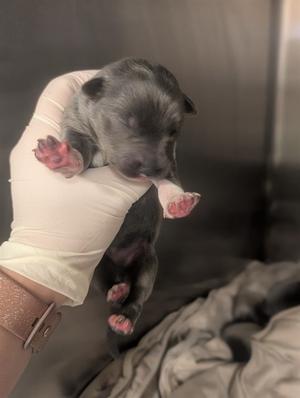 A1937841, Shepherd Mix, puppy, available for adoption