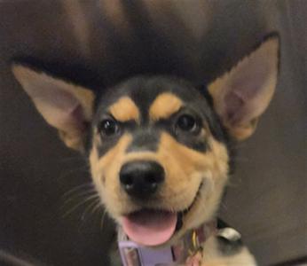 a small dog with black and tan fur, big ears, and a happy expression