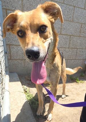 AMELIA, German Shepherd Dog Mix, adult, available for adoption