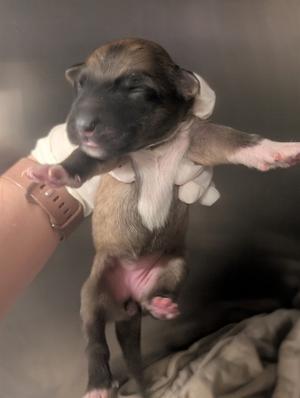 A1937839, Shepherd Mix, puppy, available for adoption