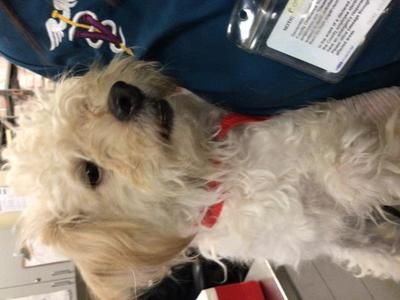 A1941297, Terrier Mix, adult, available for adoption