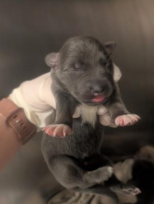 A small gray puppy being held in someone's hand.