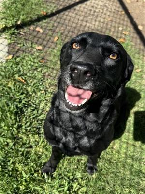 ADELE, Labrador Retriever Mix, adult, available for adoption